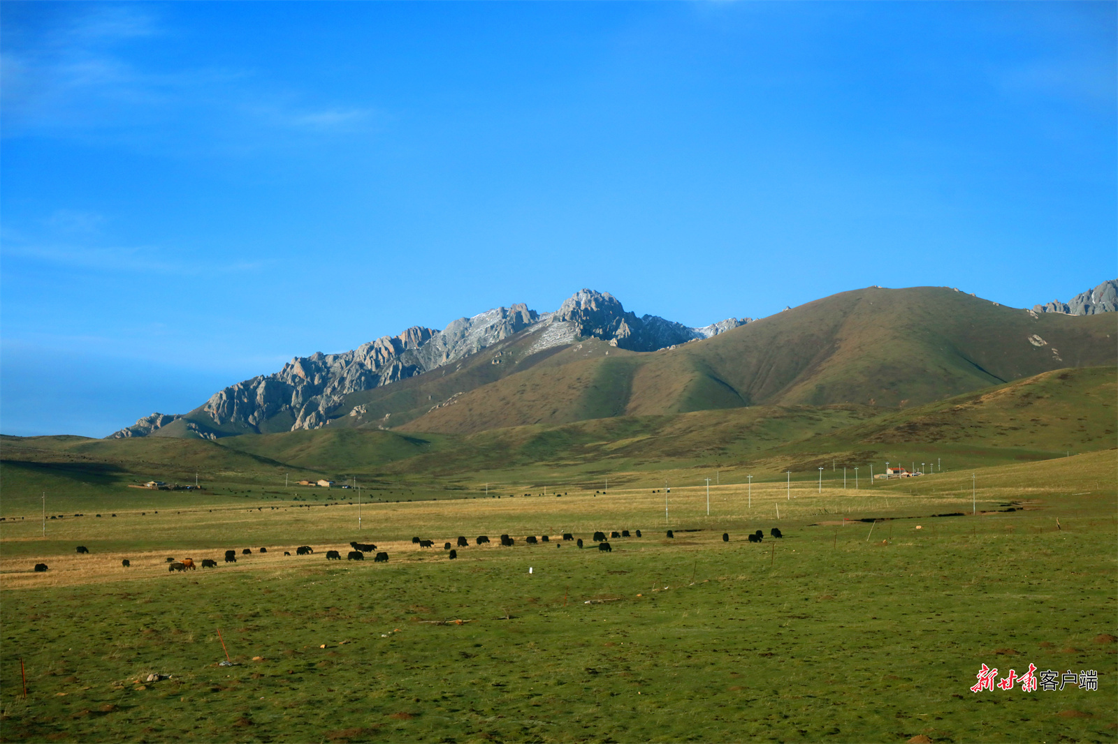 散落在碌曲草原的牦牛