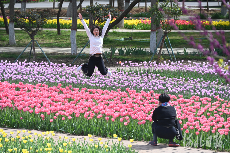 4月12日,石家庄市植物园第十六届郁金香文化节开幕。 河北日报记者田明摄