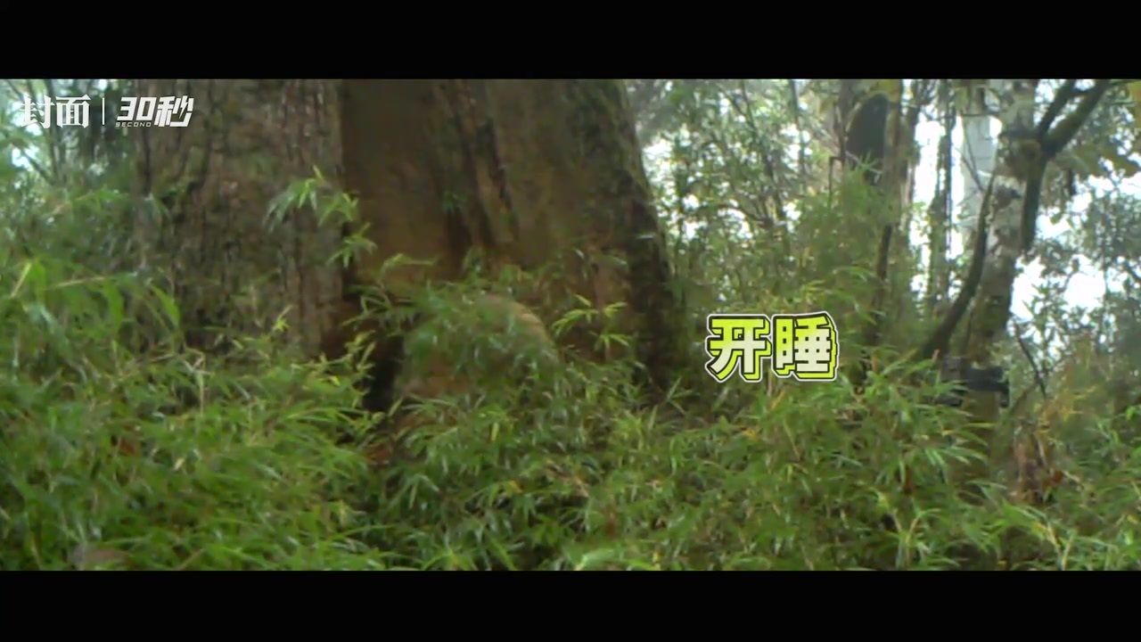 30秒丨四川宝兴再次拍到野生大熊猫：树洞睡回笼觉 醒来还打了个哈欠