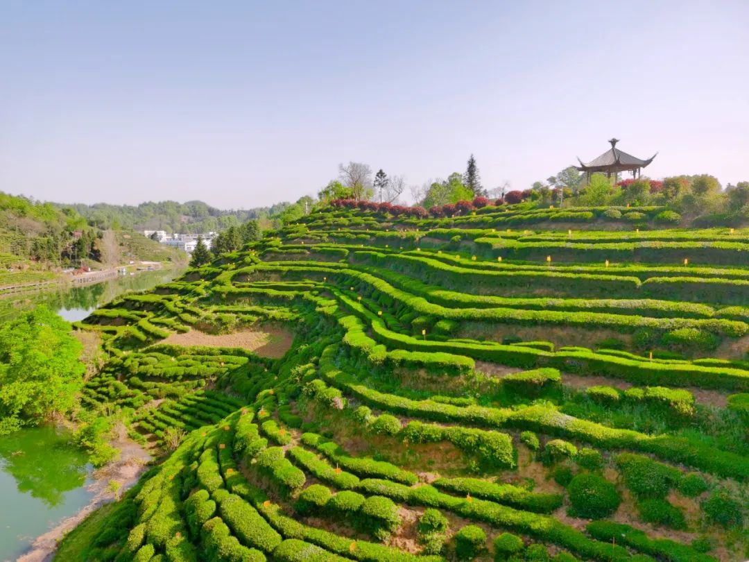 春来茶山千行绿来安徽金寨品一杯新茶
