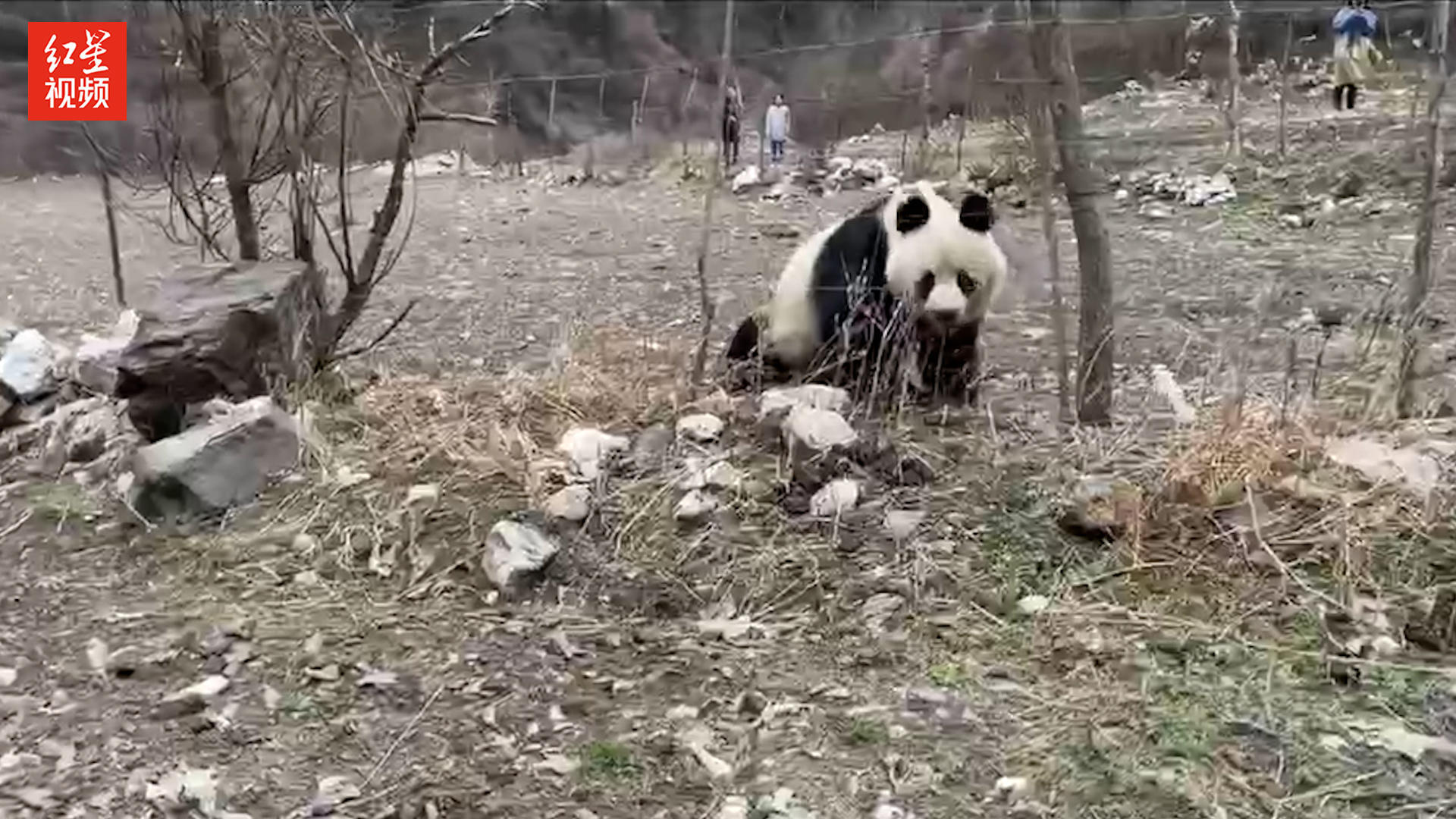 黄龙野生大熊猫悠然下山 村民近距离拍照围观