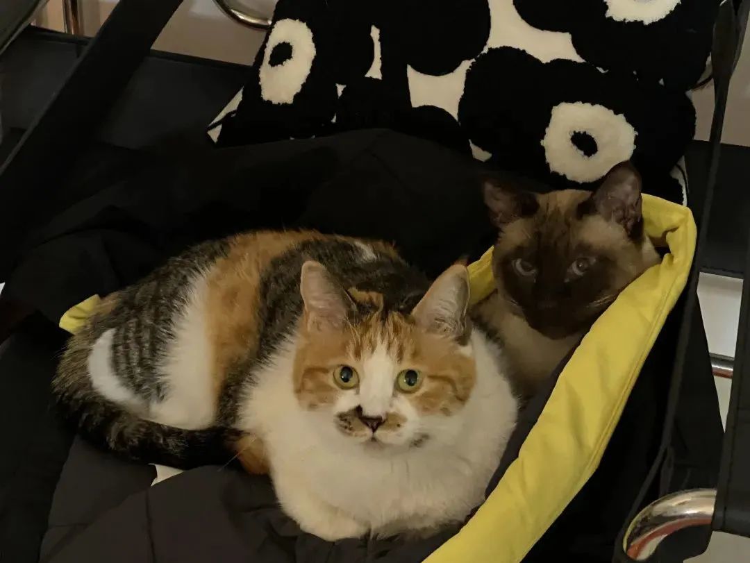 2个资深北漂女孩+6只猫的100㎡出租屋,她们把风格露营也搬进了家!