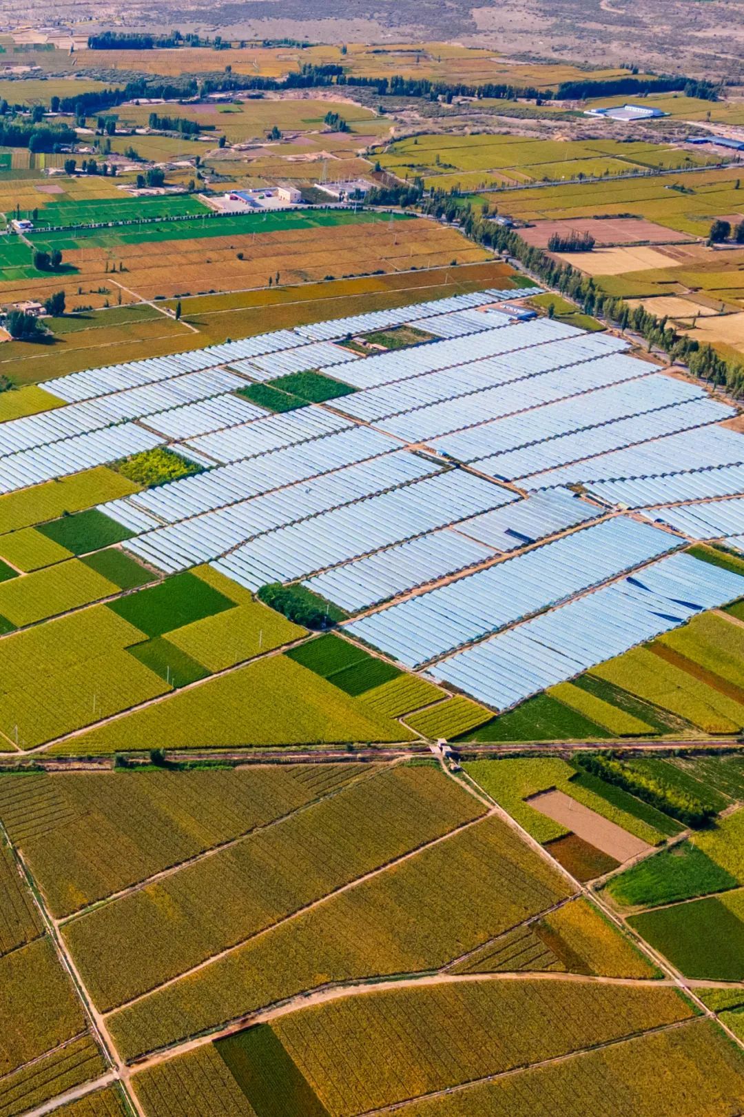 大棚里栽种的高原夏菜 摄影/张自荣