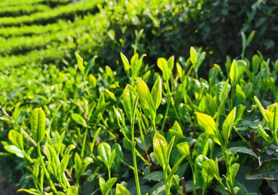 春來茶山千行綠來安徽金寨品一杯新茶