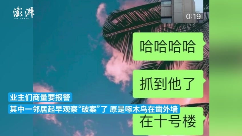 清晨有噪音业主以为有人用震楼器，原来是啄木鸟“使坏”