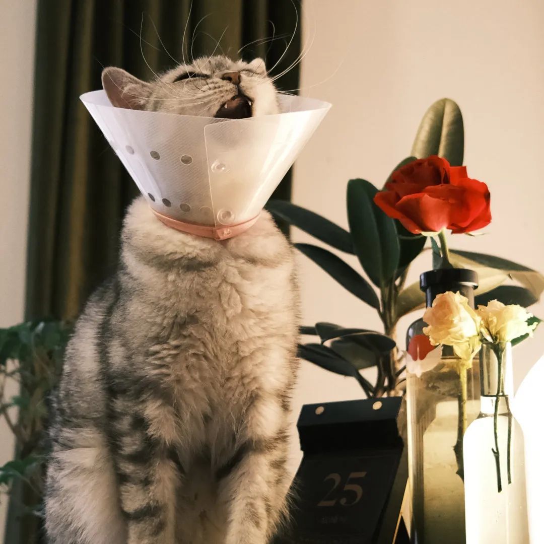 2个资深北漂女孩+6只猫的100㎡出租屋,她们把风格露营也搬进了家!