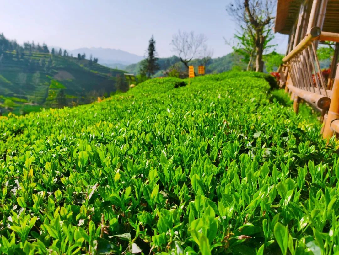 春来茶山千行绿来安徽金寨品一杯新茶