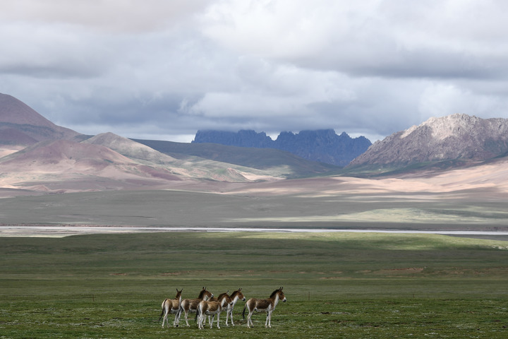 2021年7月，一群藏野驴出现在三江源国家公园。新华社记者张龙摄