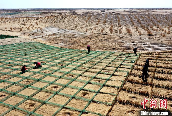 图为工程师在沙障内低覆盖度点栽梭梭、毛条、沙拐枣等抗风沙、耐干旱的造林树种。　马爱彬 摄