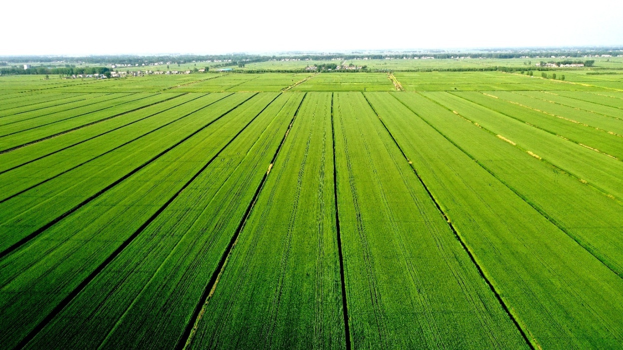 安徽农垦龙亢农场田园春意浓风景别样美