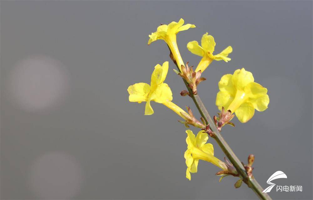 春来正是姹紫嫣红时看威海花开成海凤凰网山东 凤凰网