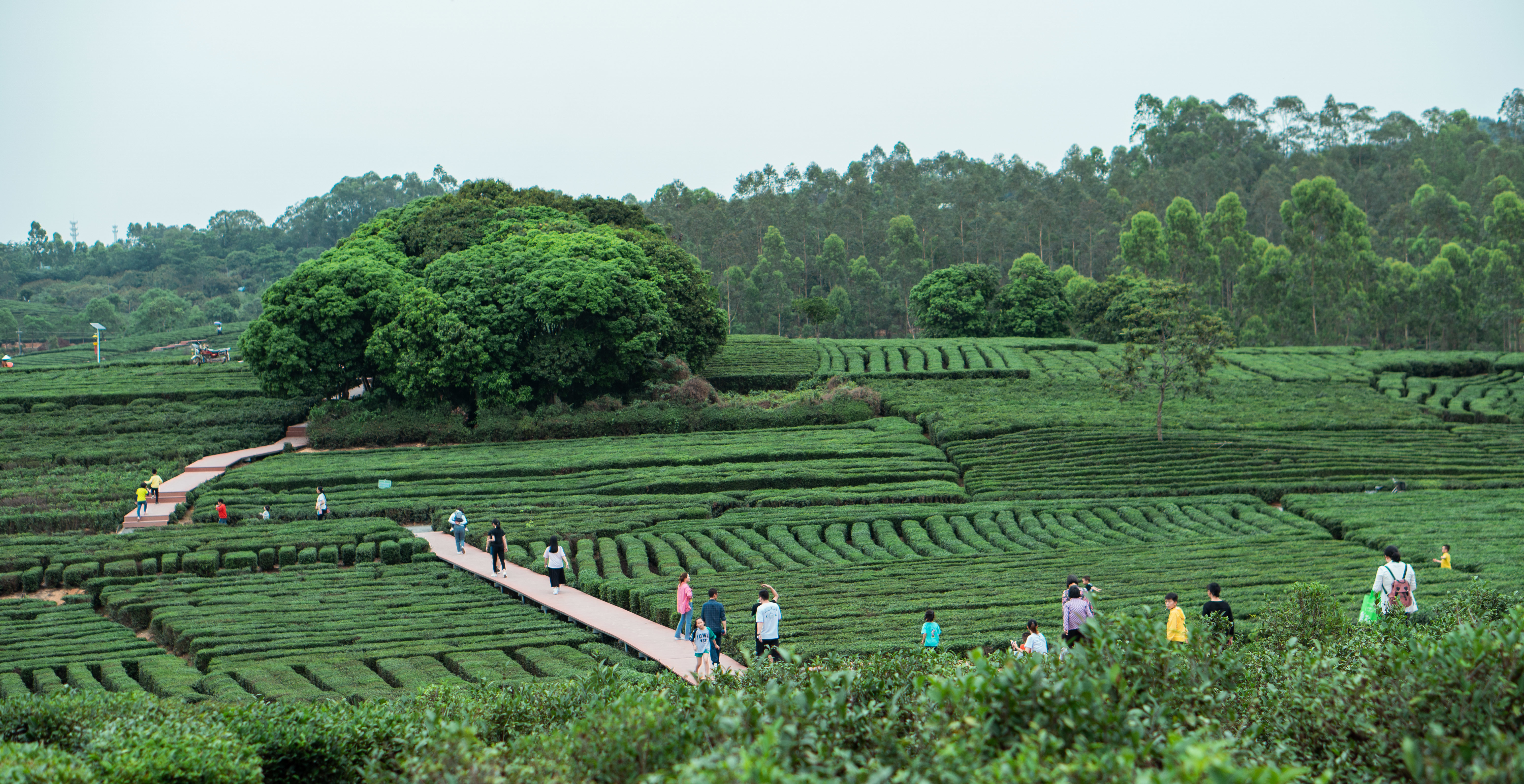 惠州博罗柏塘山茶品牌云发布会今日举行