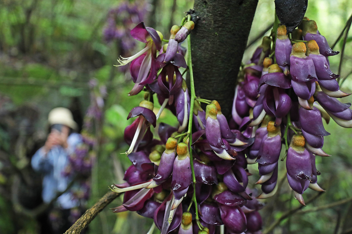 重庆彭水:牛马藤花开 深山引客来凤凰网重庆_凤凰网