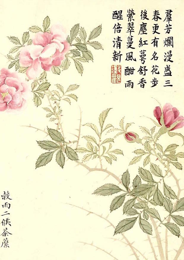 清 董诰《二十四番花信风图》二侯荼蘼