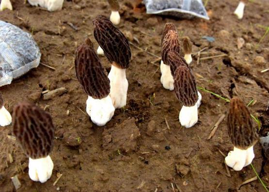 羊肚菌撑着褐色的“小伞”破土而出