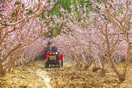 敦煌市月牙泉镇鸣山村村民在桃园耕地 新甘肃&middot;甘肃日报 通讯员 张晓亮
