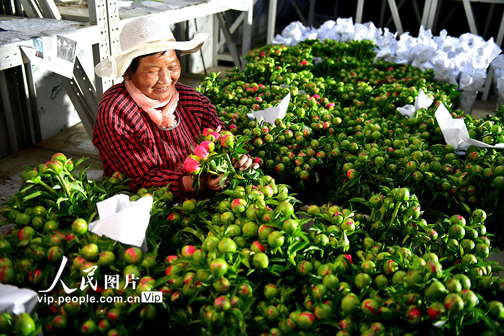 河南洛阳：芍药鲜切花 铺就致富路