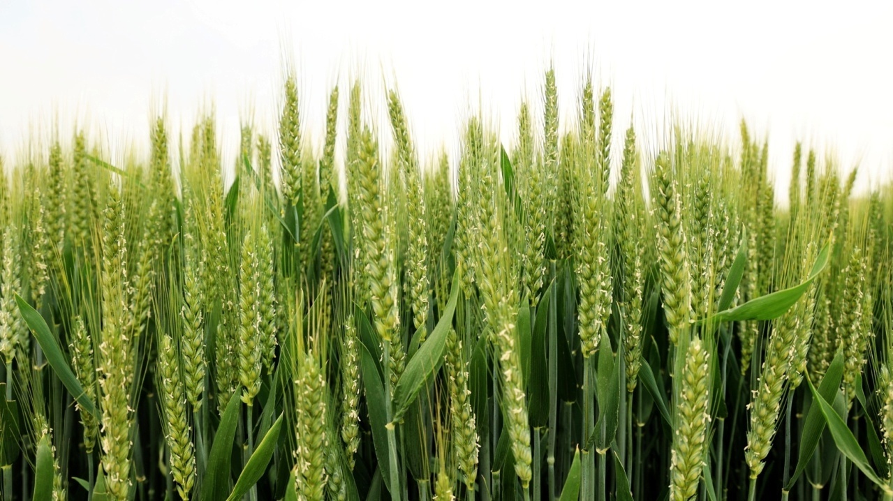 麦花绽放,麦穗飘香.李峰 摄