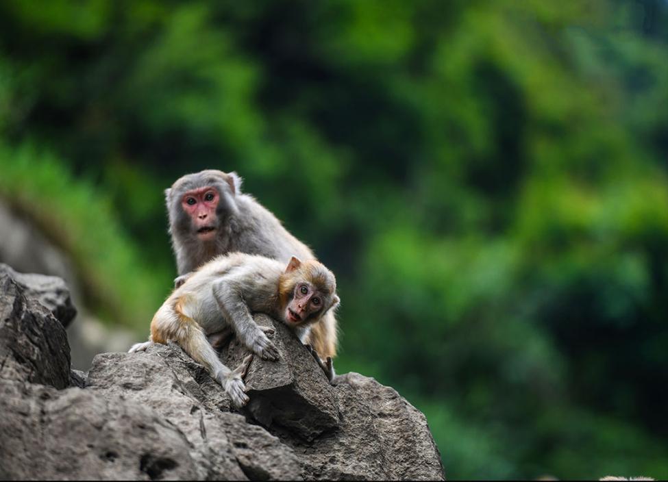 △“山野间的精灵”——酉水猕猴