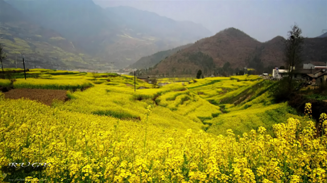 碧口油菜花图片