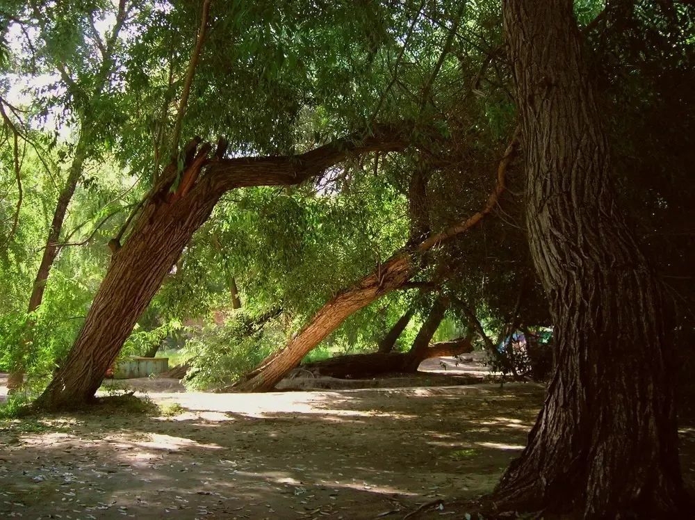 兴文重教广植绿荫……左宗棠平凉往事知多少?