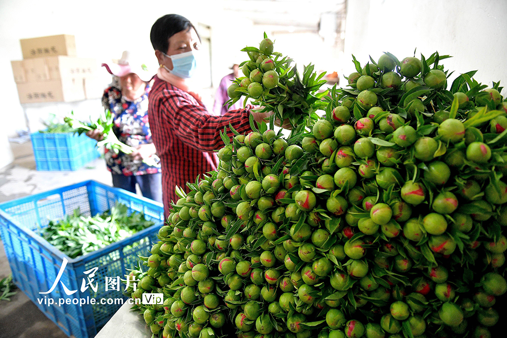 河南洛阳：芍药鲜切花 铺就致富路【2】