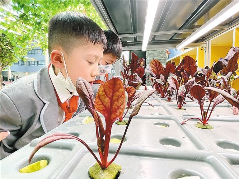 东厅门小学的学生们在“春耕节”上,利用培养液体验无土栽培,种植春菜。记者 郝钟毓 通讯员张华 摄