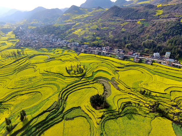 陇南文县油菜花图片