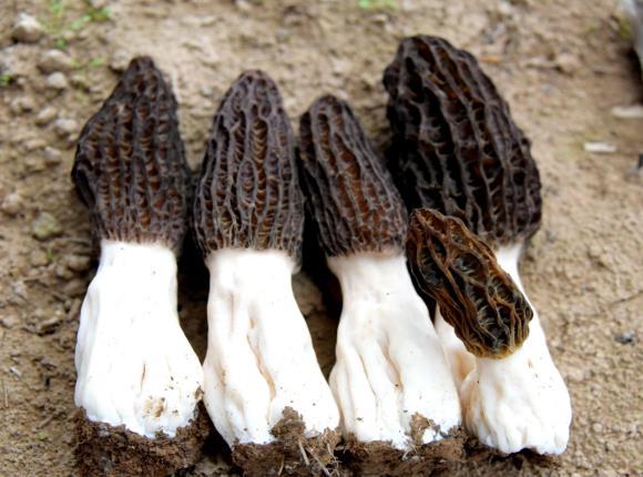 试种成功的羊肚菌