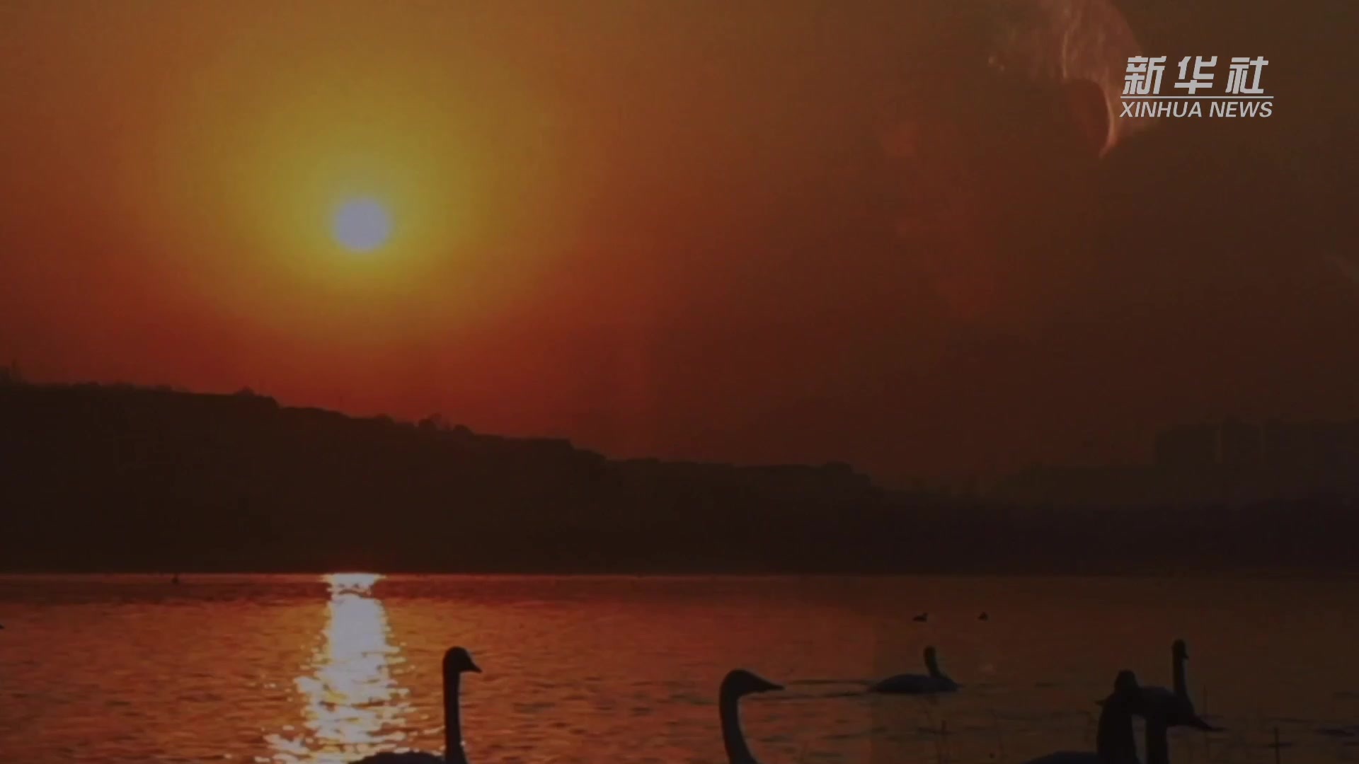 微纪录片｜天鹅司令