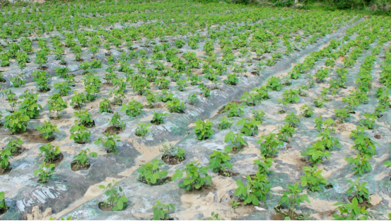 安徽霍邱县彭塔镇不违农时春耕忙