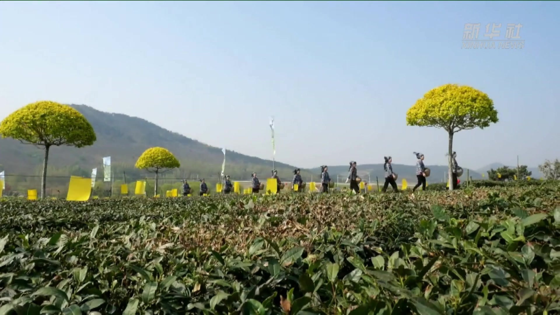 新华全媒+｜茶园飘香 一片叶子助力乡村振兴