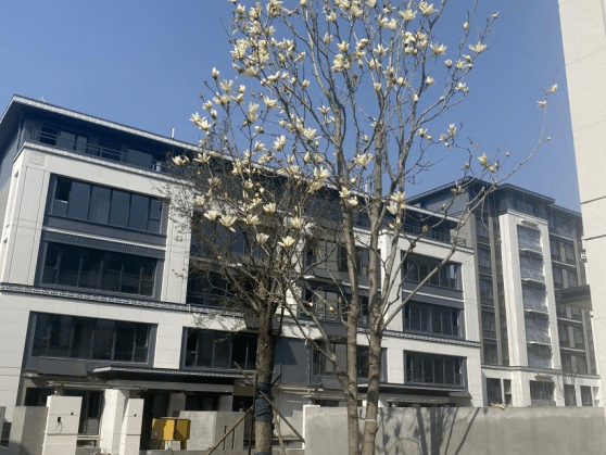 济州古城香樟园美好向前"家"速——凤凰网房产济宁