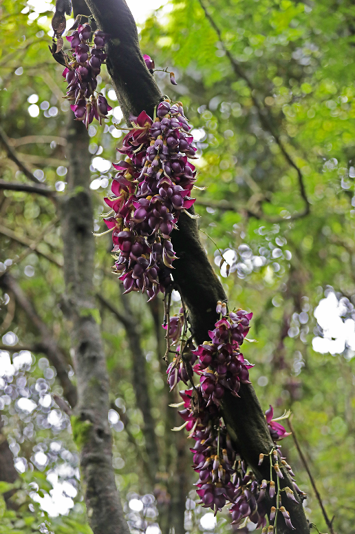 重庆彭水:牛马藤花开 深山引客来凤凰网重庆_凤凰网