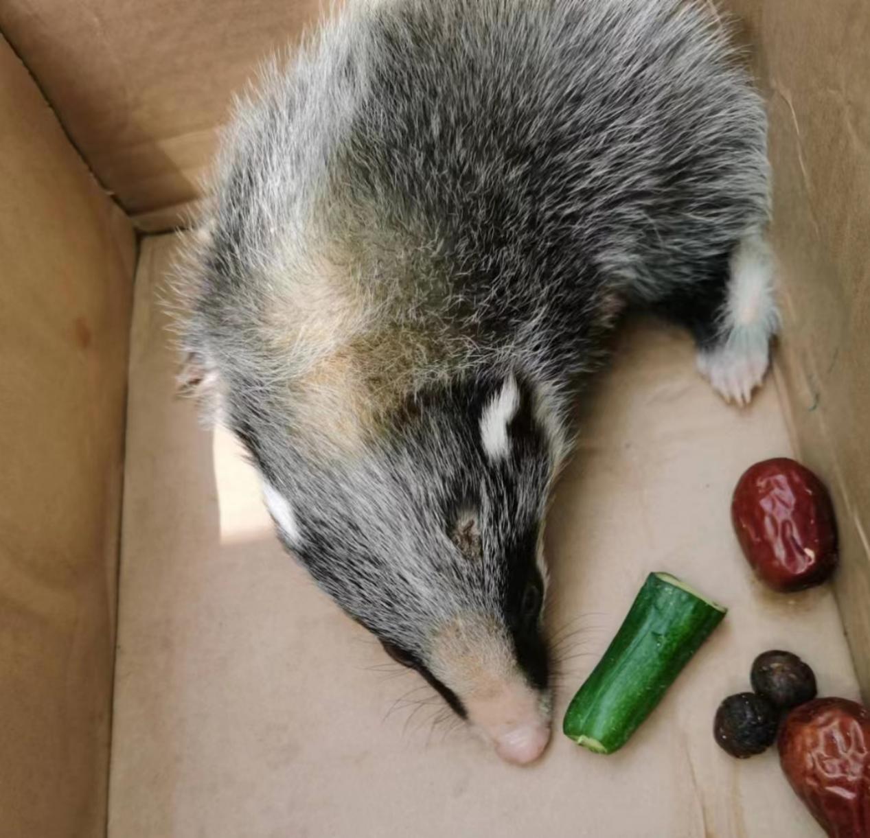 安徽桐城野生猪獾错进城多方护送回山林