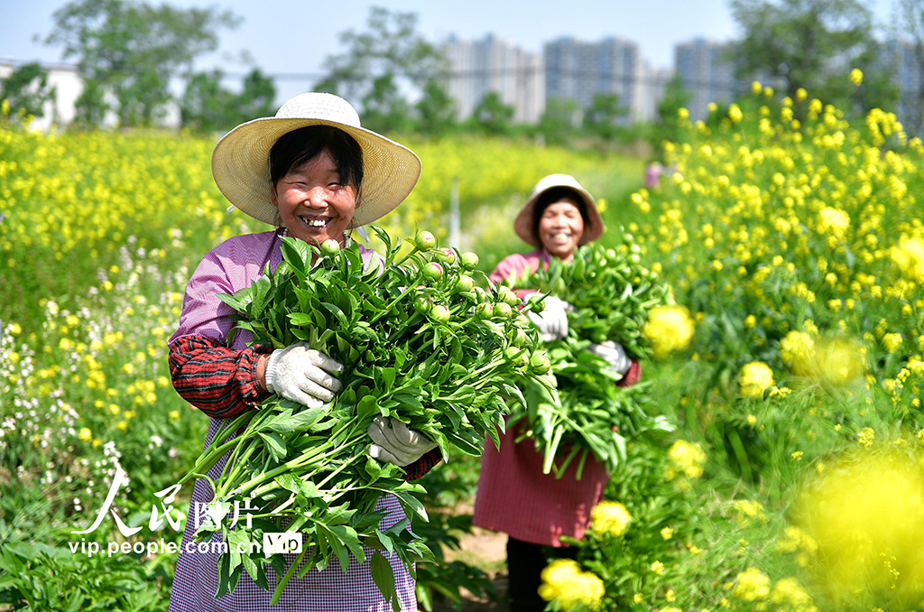 河南洛阳：芍药鲜切花 铺就致富路【3】