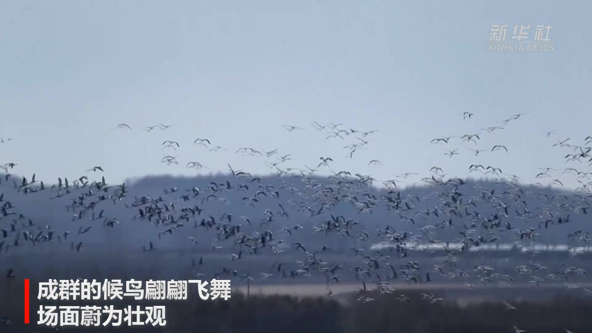 深圳湾公园万鸟齐飞，无比壮观！！！免费！！-易欢游旅行网