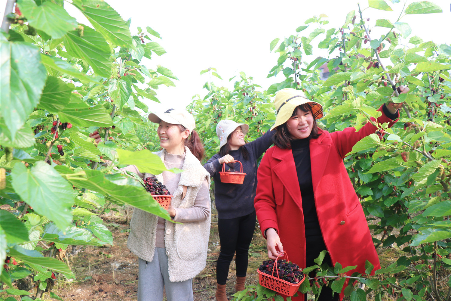 余干县石岭村：桑葚满枝迎客来（图）