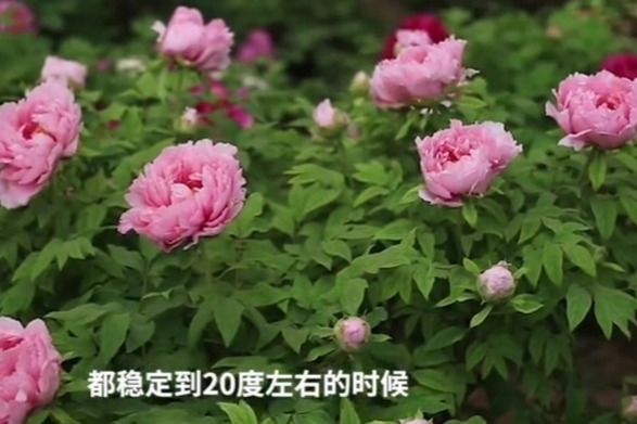 不与争春独自香：谷雨时节，来洛阳赏牡丹