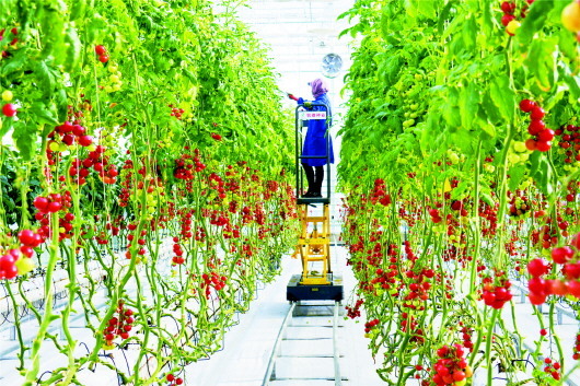 位于总寨镇的敦煌种业戈壁农业产业园内的高标准智能化温室