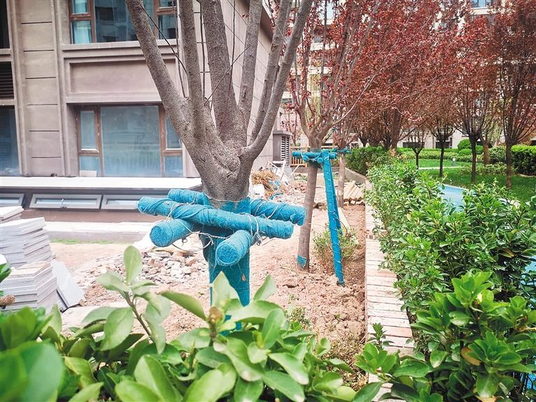 有业主对绿地进行硬化，还将树“围”进院子。