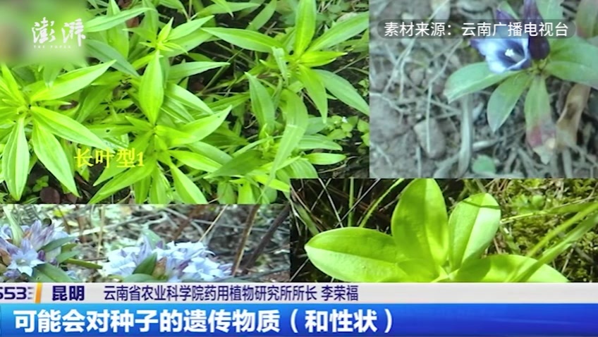 真上过天！云南中药材种子太空出差回来