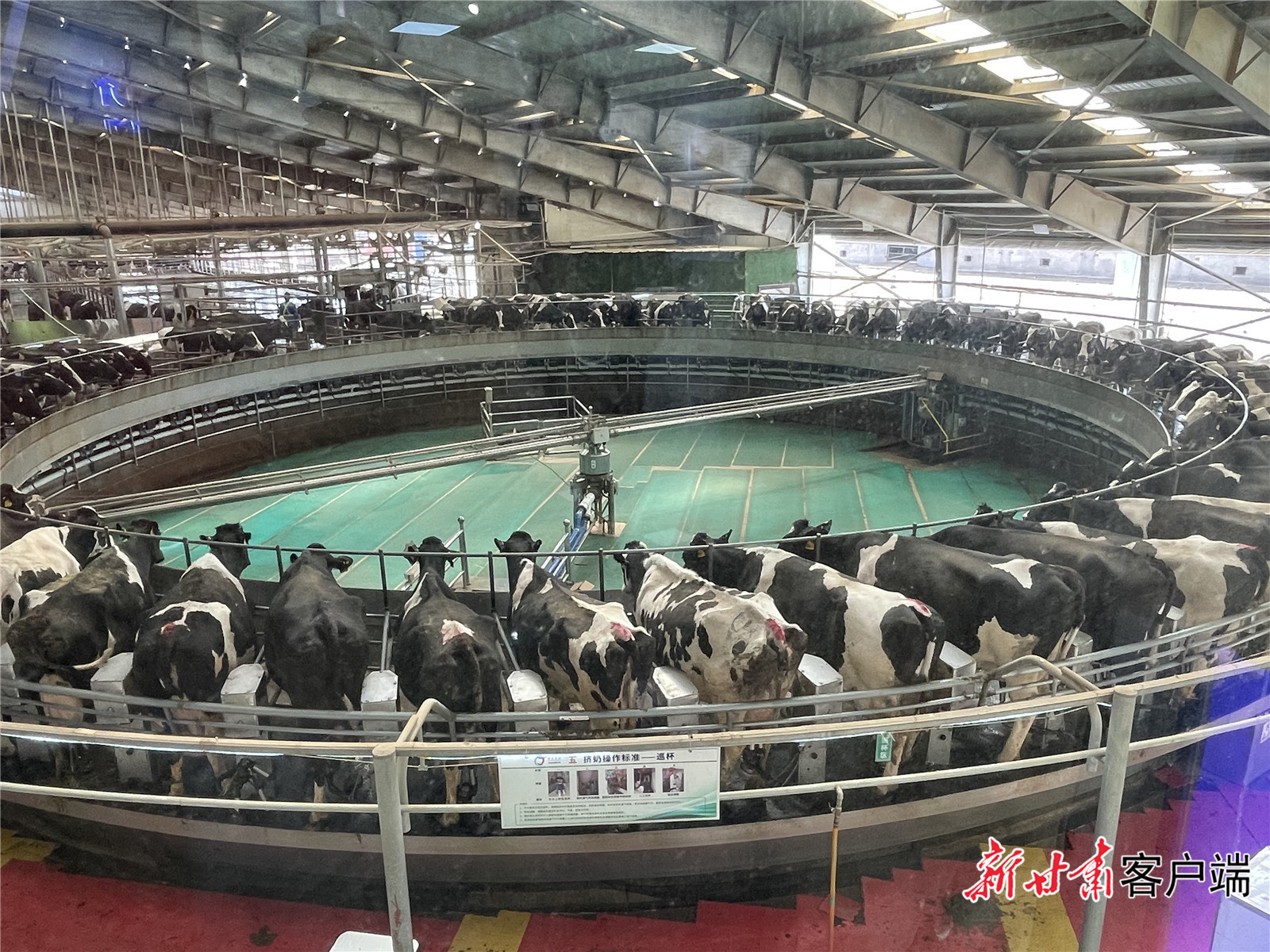 前进牧业科技有限责任公司的自动挤奶装置正在为奶牛挤奶 新甘肃·甘肃日报记者 张燕茹 摄
