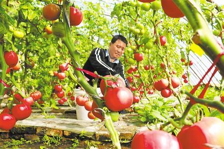 农民在日光温室中劳作