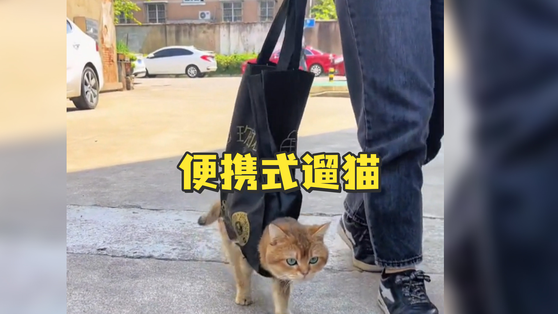 便携式遛猫，既不怕跑丢 也不怕乱拉