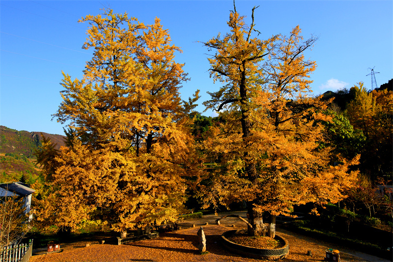 ▲田河银杏 张承荣 摄