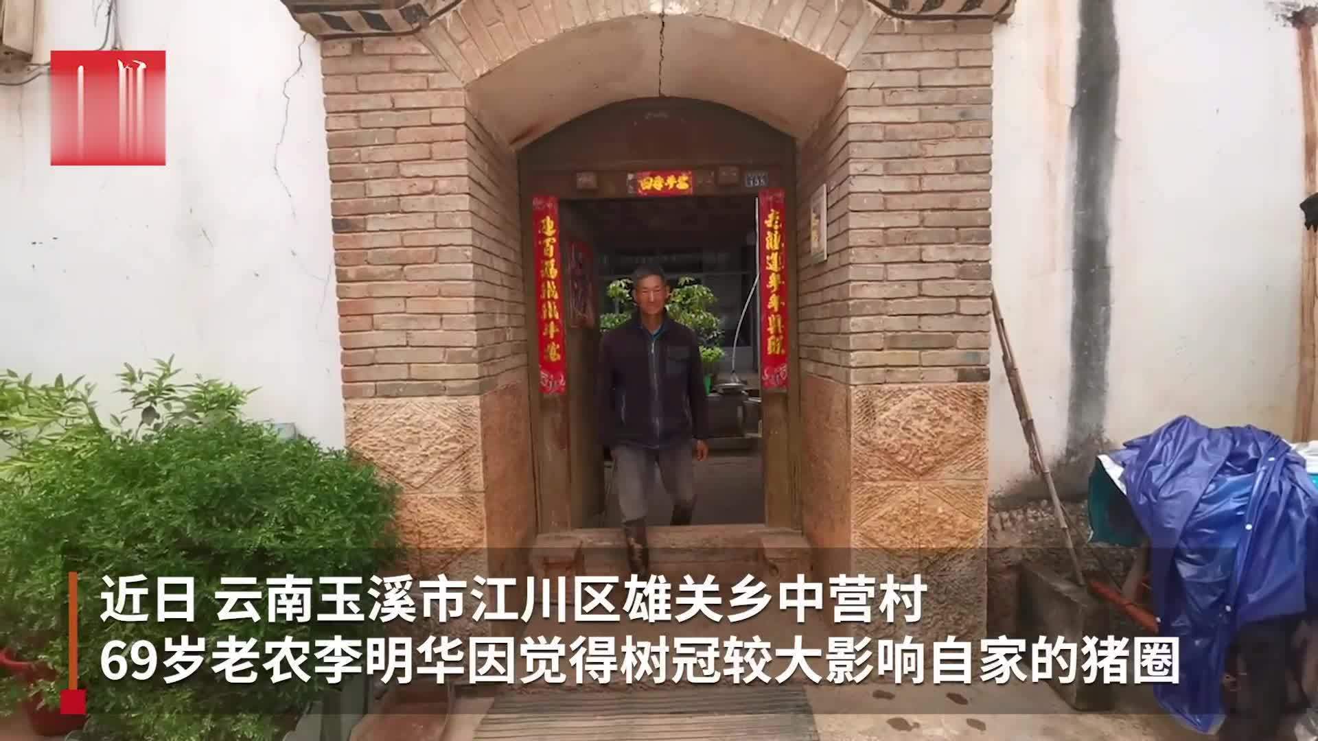 云南一百年古树遭老人剥皮：涉嫌毁坏国家重点保护植物罪 专家组队或能救活古树