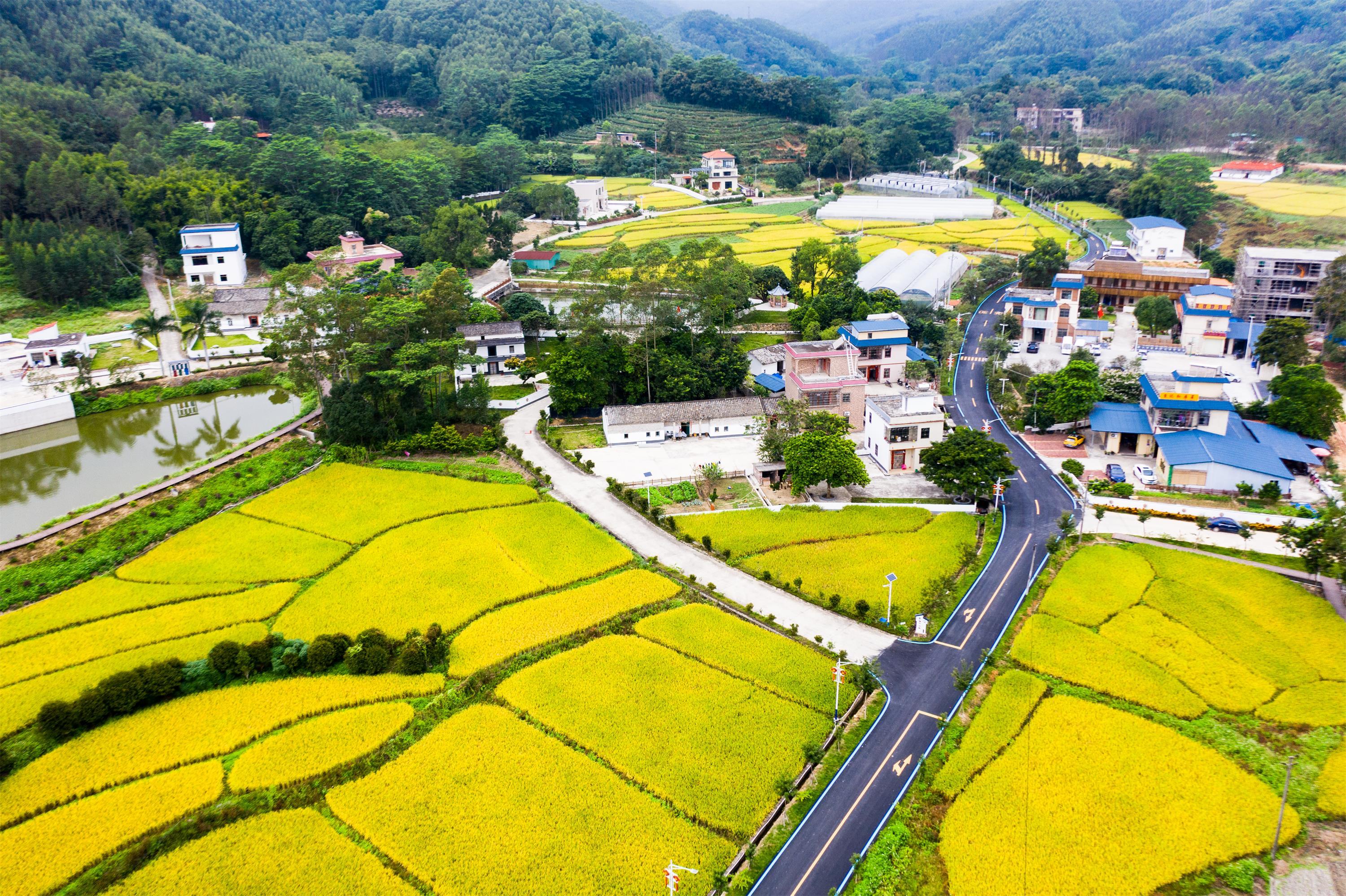 惠州博罗柏塘山茶品牌云发布会今日举行