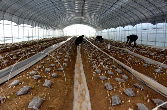 羊肚菌种植基地