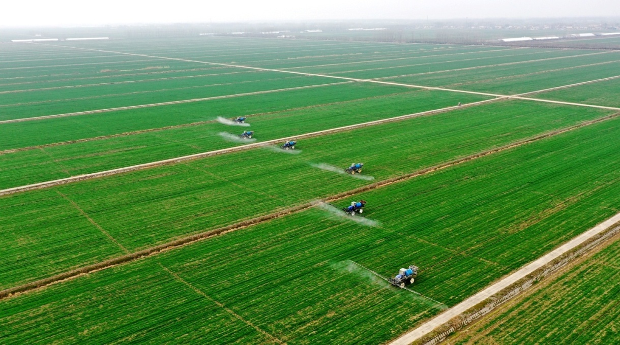 安徽农垦龙亢农场田园春意浓风景别样美